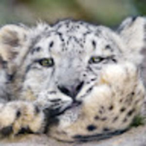 Meet your Posher, Danni